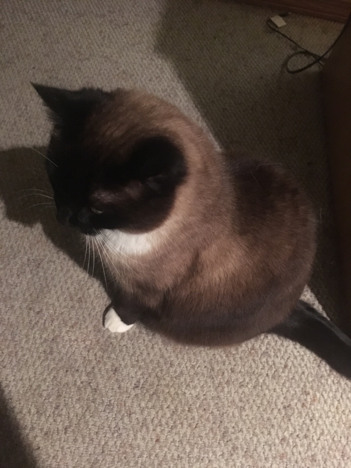 Thorncliffe, AB - Plumber needed for toilet install Thorncliffe, AB - Plumber needed for toilet install